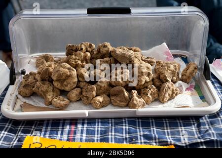 Truffes blanches en vente sur le marché des agriculteurs en Italie Banque D'Images