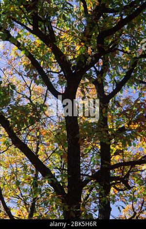 Chêne près de Seneca point, parc national de la forêt Cook, Pennsylvanie Banque D'Images