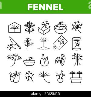 Fenouil Floraison Plant Collection Icons Set Vector Illustration de Vecteur