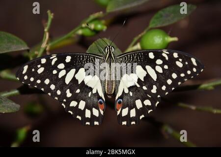 Papillon de lime ou papillon de citron (Papilio demolus) est un papillon commun et répandu de la queue d'aronde Banque D'Images