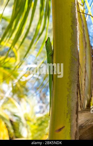 Gecko (Phelsuma madagascariensis), palmier grimpant, sanctuaire d'Oronjia, Antsiranana, Diego Suarez, Madagascar Banque D'Images