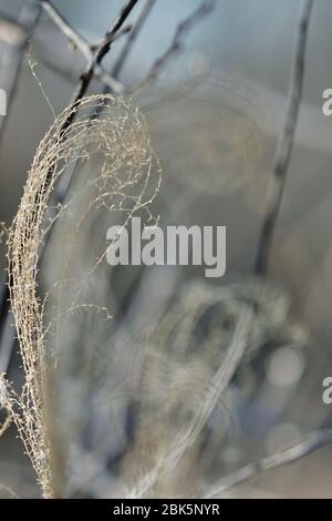 Plantes flétrissetées de l'année précédente Banque D'Images