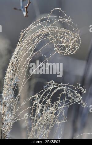 Plantes flétrissetées de l'année précédente Banque D'Images