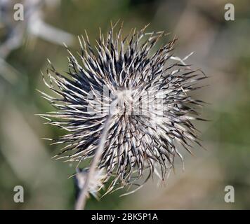 Plantes flétrissetées de l'année précédente Banque D'Images