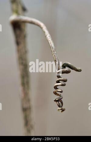 Plantes flétrissetées de l'année précédente Banque D'Images