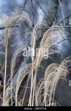 Plantes flétrissetées de l'année précédente Banque D'Images