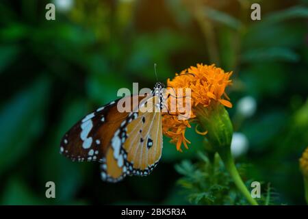 Grand papillon assis sur de belles fleurs jaunes anémones frais printemps matin sur la nature Banque D'Images