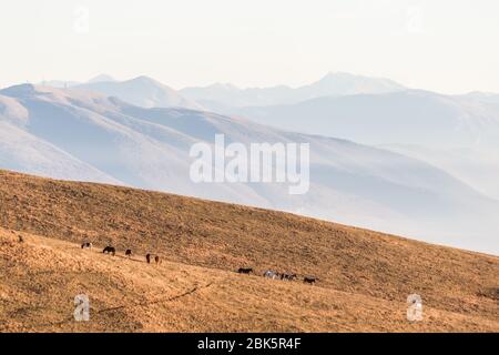 Quelques silhouettes de chevaux sur le sommet de la montagne de Subasio, au-dessus d'une mer de brouillard remplissant la vallée de l'Ombrie à l'heure d'or Banque D'Images