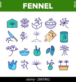 Fenouil Floraison Plant Collection Icons Set Vector Illustration de Vecteur