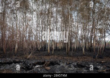 Paysage avec des bouleaux brûchés après un incendie de forêt à la réserve naturelle de 'Mariapeel' aux Pays-Bas Banque D'Images