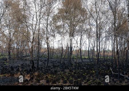 Paysage avec des bouleaux brûchés après un incendie de forêt à la réserve naturelle de 'Mariapeel' aux Pays-Bas Banque D'Images