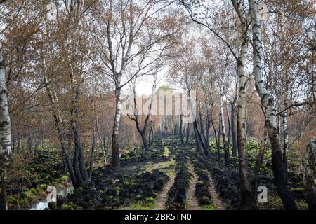 Paysage avec des bouleaux brûchés après un incendie de forêt à la réserve naturelle de 'Mariapeel' aux Pays-Bas Banque D'Images