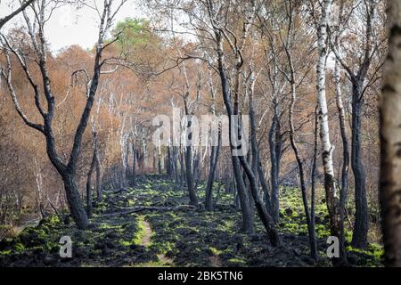 Paysage avec des bouleaux brûchés après un incendie de forêt à la réserve naturelle de 'Mariapeel' aux Pays-Bas Banque D'Images