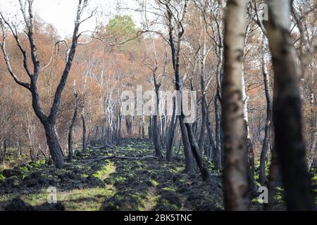 Paysage avec des bouleaux brûchés après un incendie de forêt à la réserve naturelle de 'Mariapeel' aux Pays-Bas Banque D'Images