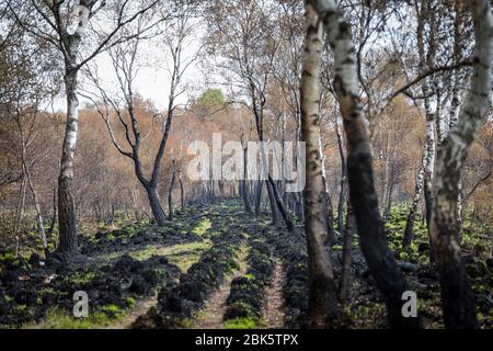 Paysage avec des bouleaux brûchés après un incendie de forêt à la réserve naturelle de 'Mariapeel' aux Pays-Bas Banque D'Images