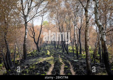 Paysage avec des bouleaux brûchés après un incendie de forêt à la réserve naturelle de 'Mariapeel' aux Pays-Bas Banque D'Images