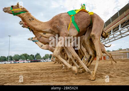 Des jockeys à dos de chameau commandés à distance sur le circuit de course à dos de chameau d'Al Marmoom à Dubaï, aux Émirats arabes Unis Banque D'Images