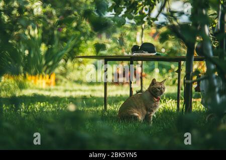 Beau chat de gingembre rouge dans un col rouge se trouve dans un jardin d'été sur l'auto-isolation. Rester à la maison coronavirus covid-19 concept de quarantaine. Sélectif Banque D'Images