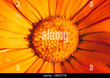 des fleurs de marigold orange vif parsemées de gouttes de rosée du matin. Gros plan extrême mise au point sélective macro prise avec DOF peu profond Banque D'Images