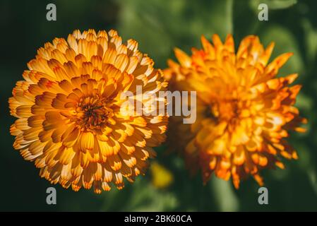 Deux grandes fleurs Aster orange vue du dessus Banque D'Images