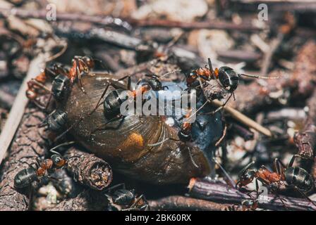 l'équipe de fourmis de forêt mange des escargots de bois. Un parfait exemple de travail d'équipe. Macro de mise au point sélective avec DOF peu profond Banque D'Images