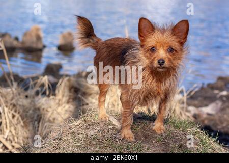 Un joli Yorkshire Terrier se tient sur un knoll sur un fond d'eau et regarde l'appareil photo. Cheveux longs et bruns de chien et grandes oreilles. Horizontal. Banque D'Images