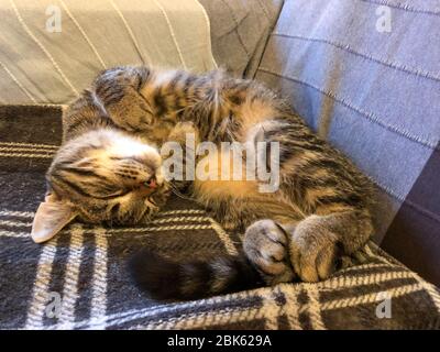 Chat de sommeil drôle Banque D'Images