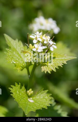 Gros plan d'une plante de moutarde à l'ail (alliara petiolata) en fleurs Banque D'Images