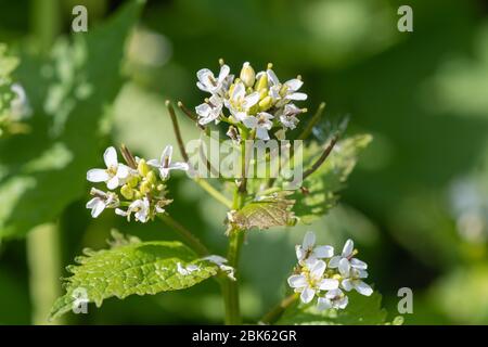 Gros plan d'une plante de moutarde à l'ail (alliara petiolata) en fleurs Banque D'Images