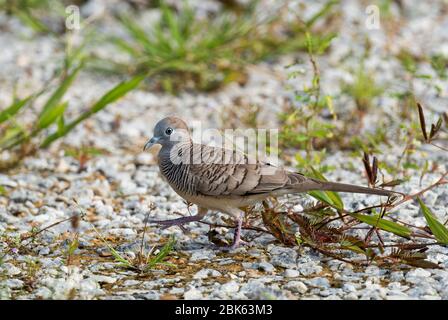 Zebra Dove - Geopelia striata, belle petite colombe des forêts et des terres boisées de l'Asie du Sud-est, île de Pangkor, Malaisie. Banque D'Images