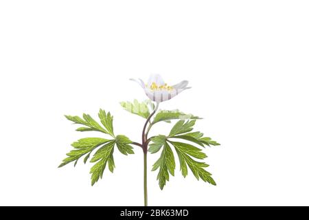Anemone nemorosa - anemone de bois - fleur ouverte sur fond blanc Banque D'Images