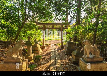 tokyo, japon - 20 mars 2020 : sanctuaire de Shinto Torii, portail en pierre et statues en renard dans la forêt du jardin botanique de Koishikawa. Banque D'Images