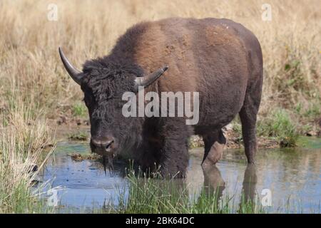 Jeune Bison américaine dans le parc national de Zion, Utah, États-Unis. Banque D'Images