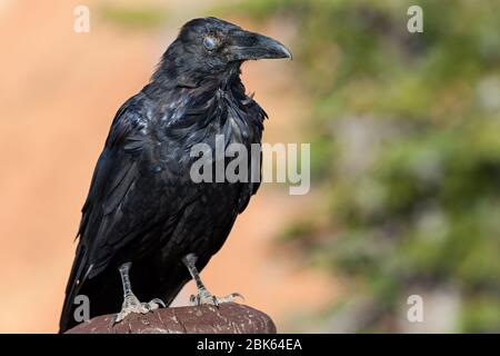 Corbeau commun à Bryce Canyon, Utah, États-Unis. Banque D'Images