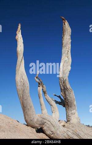 Racines d'un arbre tombé à Bryce point, Bryce Canyon National Park, Utah, États-Unis. Banque D'Images