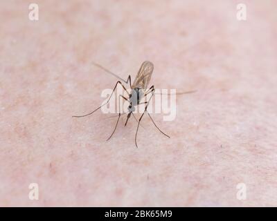 Gros plan sur le moustique sur la peau humaine piquant Banque D'Images