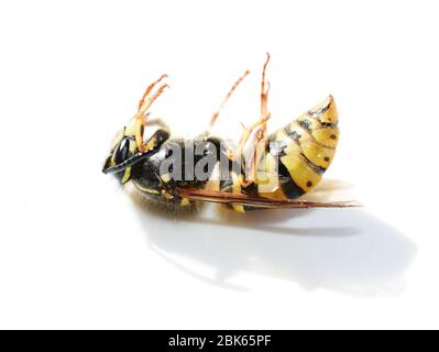 Guêpe norvégienne Dolichovespula norwegica posée sur son dos sur fond blanc Banque D'Images