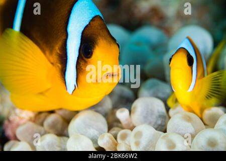 Faux clowfish dans son anémone. Banque D'Images