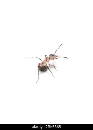 Fourmi en bois rouge en colère Formica rufa pulvérisant de l'acide formique et montrant des mâchoires Banque D'Images