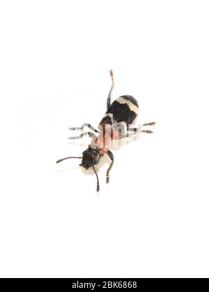 Le coléoptère fourmis (Thanasimus formicarius) est isolé sur fond blanc Banque D'Images