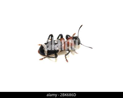 Le coléoptère fourmis (Thanasimus formicarius) est isolé sur fond blanc Banque D'Images