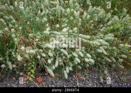 Les plantes délavées de Trifolium angustifolium Banque D'Images