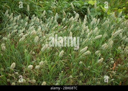 Les plantes délavées de Trifolium angustifolium Banque D'Images