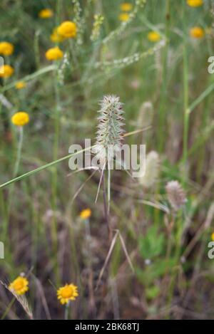 Les plantes délavées de Trifolium angustifolium Banque D'Images