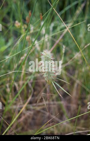 Les plantes délavées de Trifolium angustifolium Banque D'Images