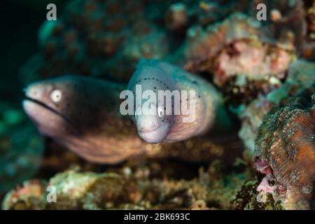 Anguille Moray à bouche ouverte Banque D'Images