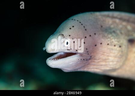 Anguille Moray à bouche ouverte Banque D'Images