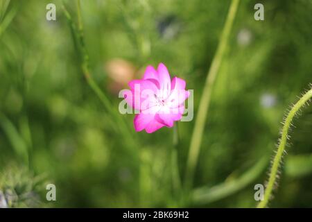 Fleur rose péturée en forme de coeur Banque D'Images