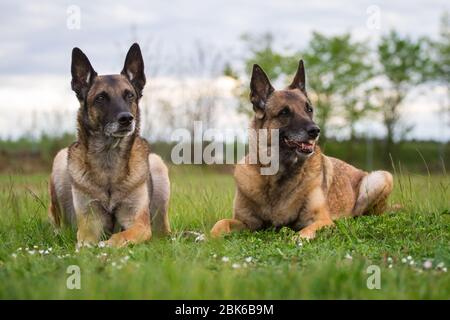 Deux chiens de berger belges (Malinois) se trouvant sur un pré Banque D'Images