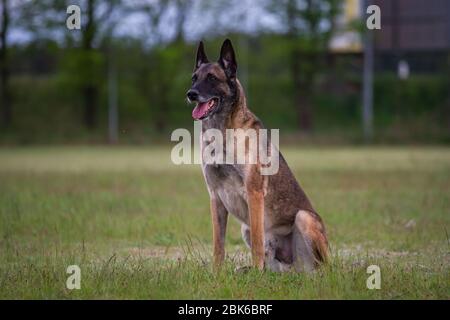 Berger belge (Malinois) assis sur un pré Banque D'Images